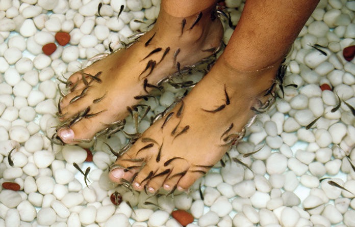 Doctor Fish
